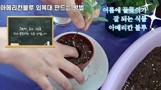 아메리칸블루 외목대 만들기