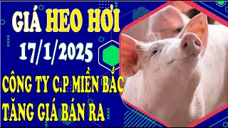 Giá heo hơi hôm nay ngày 17/1/2025 - Công ty C.P Miền Bắc tăng giá bán ra