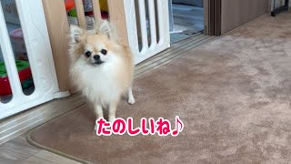 新しいカーペットと広々リビングを駆け回る愛犬【小型犬ポメチワきなこの日常】