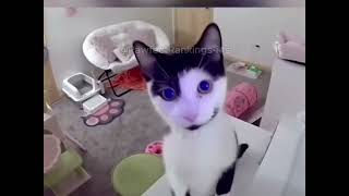 Cats Reacting to Their Owners’ Voices Through Security Cameras 🐱📹 (Funny & Cute Reactions!)