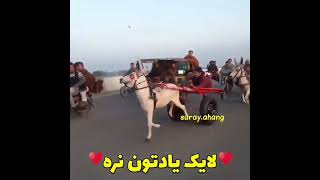 ای ننه من مسافرم و ننه من دارند می برنند ، ،🤣🤣🤣