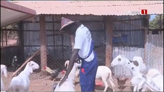 PORTRAIT AMADOU MOUSTAPAHA DIATTA | Un agriculteur convaincu, sur les terres de Niaguiss