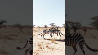 Clash of Zebras: A Desert Showdown #animals #globalwildlife