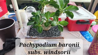 희귀하고 몸값이 거한 파키포디움 윈드소리 분갈이 했어요😄😄😄😄😄Pachypodium baronii subs windsorii