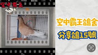 「已分享」［空中霸王］鴿舍分享鴿15號（請按一下資訊欄有血統說明）#賽鴿  #鴿子  #種鴿  #海翔賽鴿 #勢山系 #凡布利安娜 #畢包 #戈登 #光明希望