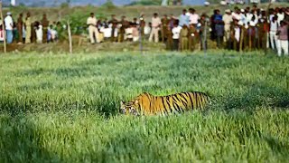 সীমান্তবর্তী গ্রামে বাঘের আতঙ্ক! কুড়িগ্রামে লোকালয়ে বাঘ ঘুরছে!