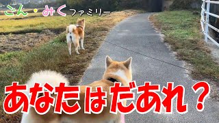 あなたはだあれ？　お母さんの独り言・・・　秋田犬【ごん・みく チャンネル】