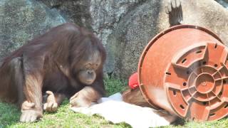 面白いキキ・オランウータン