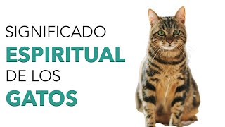 Significado ESPIRITUAL de los GATOS 🐱 ✨