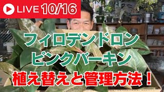 【切り抜き動画】フィロデンドロン・バーキン植え替えと管理方法！