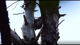 コゲラのドラミング（4K動画) / Drumming pygmy woodpecker (4K video)