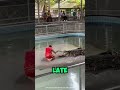 brave or crazy man puts hand in crocodile’s mouth shorts youtubeshorts