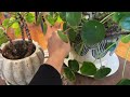 pilea peperomioides complete care houseplant basics how to grow well chinese money plant