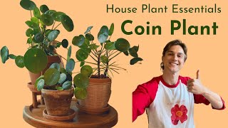 Pilea peperomioides - Complete Care - Houseplant Basics - How to Grow Well (Chin