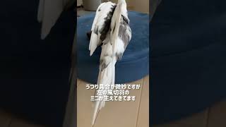 【オカメインコ】オカメパニックその後一ヶ月後の様子 #shorts