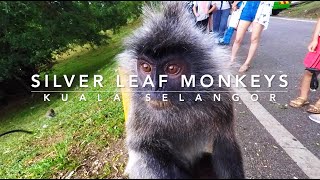 Kuala Selangor - Silver Leaf Monkeys (part one) - Silvery Lutung - Silvery Langur - Animals Malaysia