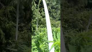 POV Humboldt County “herb” farm… Galactic Farms. Www.galactic-farms.com