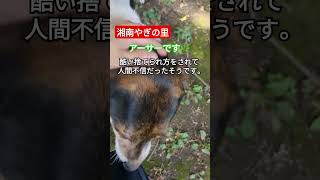 湘南やぎの里🌿保護犬の２匹#ボランティア募集 #動物 #ヤギ #自然保護