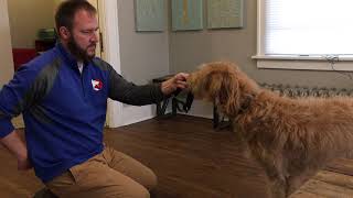 Helping a Dog Get Over a Fear of the Collar with a Conditioned Emotional Response (CER)
