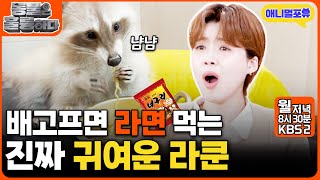 너구리 한 마리 몰고가쎄용~ 라면 먹는 춘식이 I KBS 2TV 동물은 훌륭하다 241216 방송