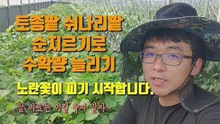 토종팥 쉬나리팥 순지르기 팥다수확방법 질소비료 주지 않는 이유 팥꽃이 피었습니다 팥키우기 콩키우기