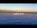 master the fish buffet method catch sharks u0026 uniques in real vr fishing