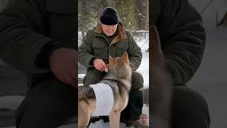 Rescue of a mother wolf#wolf #dog #husky #hunting #animals #polar wildlife