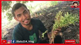 Village Farm Vlog /nature journey/village farm journey/Bhatambra bhalki vlog/Bhatambra Karnataka