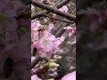 🐝bees floating in slow motion 🌸cherry blossoms kawazu sakura 🍯pollen moon_ladychan shorts