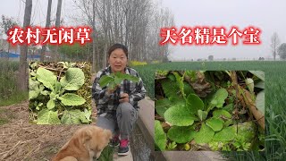 农村无闲草，天名精是个宝，具有清热，化痰，解毒，杀虫，破瘀，止血之功效。主治乳蛾、喉痹、急慢惊风、牙痛、疔疮肿毒、痔瘘、皮肤痒疹，毒蛇咬伤，虫积，血瘕，吐血，衄血，血淋，创伤出血。