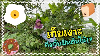 เก็บเงาะ | ถึงกับปีนต้นไม้!?