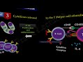 b cell activation and differentiation part 2 t dependent activation fl immuno 49