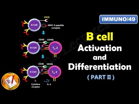 B Cell Activation And Differentiation ( PART 2) : T Dependent ...