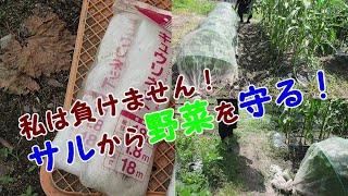 【家庭菜園】サルから野菜を守る方法を見つけました！！！