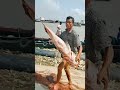 কি বিশাল মাছ shorts fishing video 2022 youtubeshorts