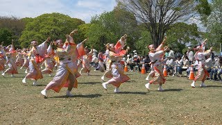 鳴子艶舞会さん 日曜日 芝生会場  '17あっぱれ富士