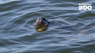 Korkeasaaren kuutti sai venekyydin hyljeluodolle (2016)