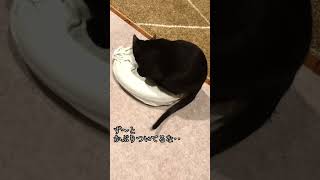 猫に湯たんぽ　#shorts #黒猫 #猫 #ねこのいる生活 #湯たんぽ