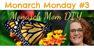 MONARCH MONDAY #3 #monarchbutterflies #chrysalistobutterfly