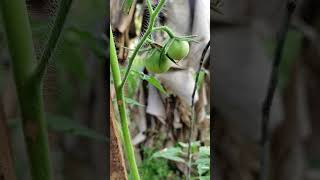 എന്റെ തോട്ടത്തിലെ പുതിയ അതിഥി 🥰🍅🍅🍅🍅