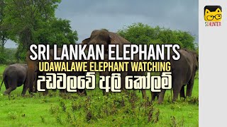 උඩවලවේ අලි පරපුම බලාගන්න | Sri Lankan Elephants | Udawalawa 2019