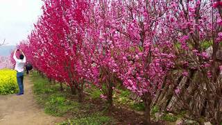 必見！！山梨の桜の名所！