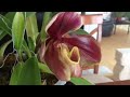 orchid care phalaenopsis alternative complex bulldog paphiopedilum orchid