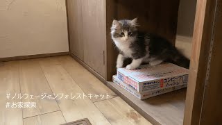 【ノルウェージャンフォレストキャット】お迎え当日！お家探索する仔猫の様子がコチラ