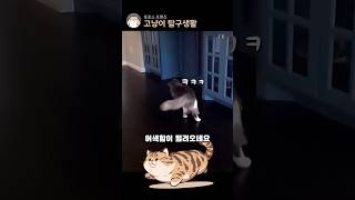 진짜에요 우리집 고양이가 그런거에요 #고양이 #고양이일상 #cat #고양이영상 #웃긴영상