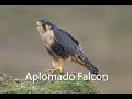 Stunning Aplomado falcon in Ecuador, join us on a bird photography tour from @chocotoucanreserve