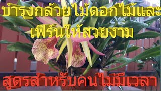 บำรุงกล้วยไม้ดอกไม้ต้นไม้และเฟิร์นให้สวยงามep.29|สูตรคนไม่มีเวลา|เมียฝรั่งพาปลูกกล้วยไม้