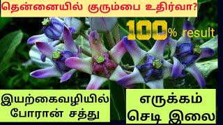 போரான்சத்து|| தென்னையில் குரும்பை உதிர்வைத்தடுக்கும் எருக்க இலை தண்ணீர்|| BORON கரைசல்||