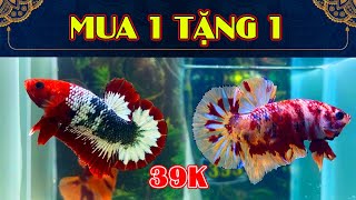 [3/1] MUA 1 TẶNG 1- HM - NEMO - GLX -SAMURAI - ĐỢT CÁ BETTA ĐỒNG GIÁ 40K [341]