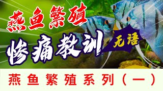 神仙燕鱼繁殖遇到的一个惨痛教训，忽视一个小点，全窝灭亡，无语 angelfish breeding, a big lesson I have learned